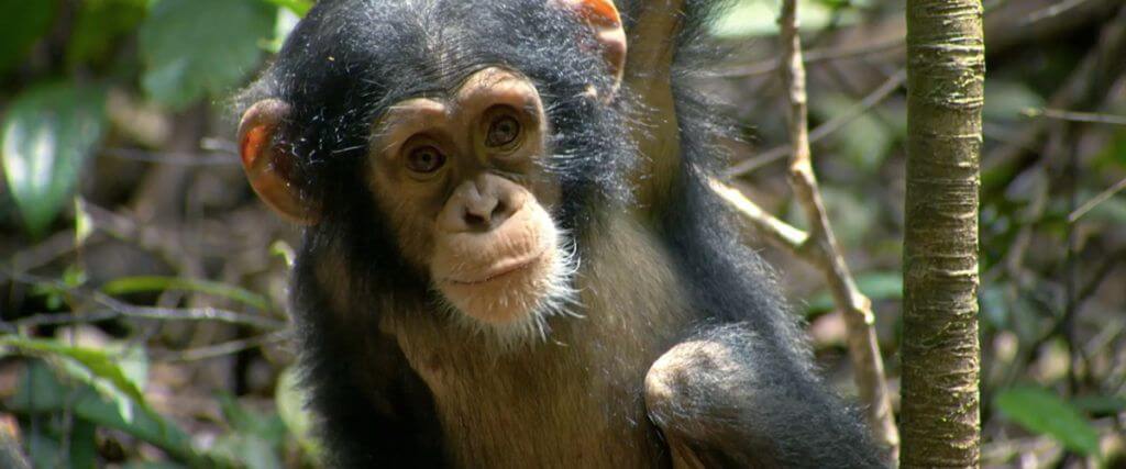 chimpanzee