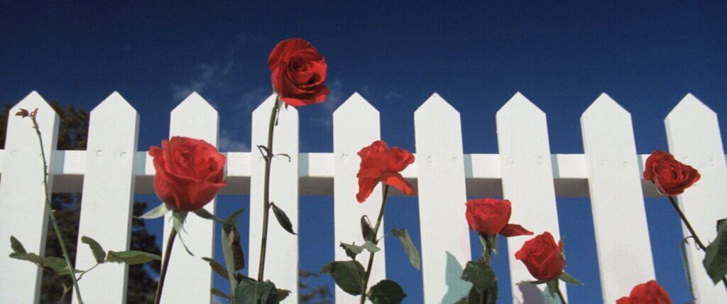 Blue Velvet Still